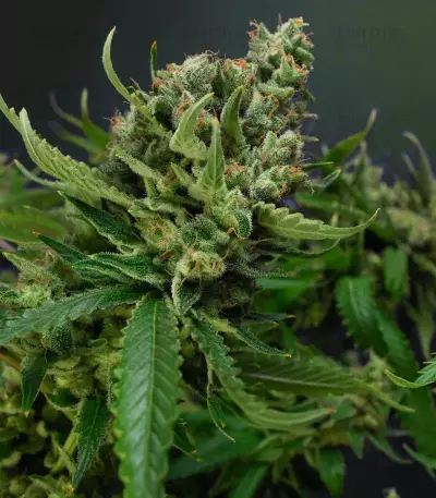 Sementes Feminizadas de Strawberry Lemonade (Barney's Farm)