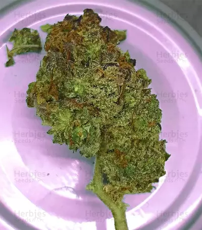 Tangie Regular seeds