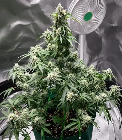 Wedding Cheesecake FF Seeds