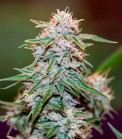 West Coast OG x Gelato 41 Auto Seeds