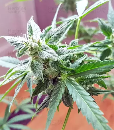 White Widow feminized seeds (Seedstockers)