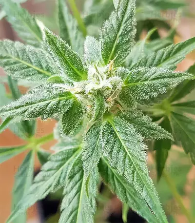 White Widow feminized seeds (Seedstockers)