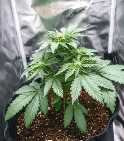 White Widow Seeds