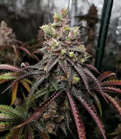Semi femminizzati Z (Blackskull Seeds)
