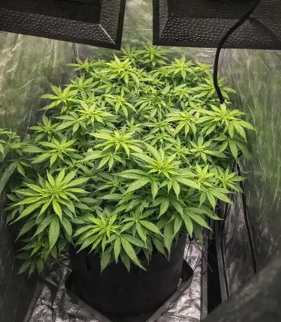 Zillions Seeds