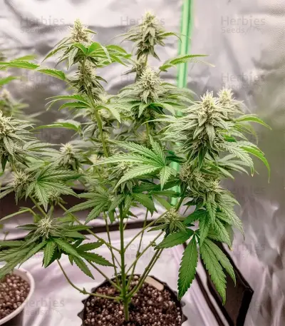 Ztrawberry Seeds