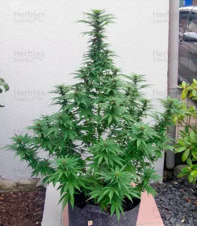 Sweet Purple feminized seeds