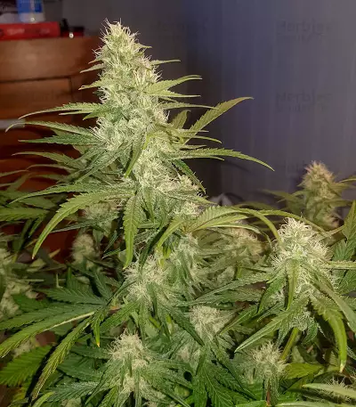 Sementes Feminizadas de Watermelon Z Auto (Barney's Farm)