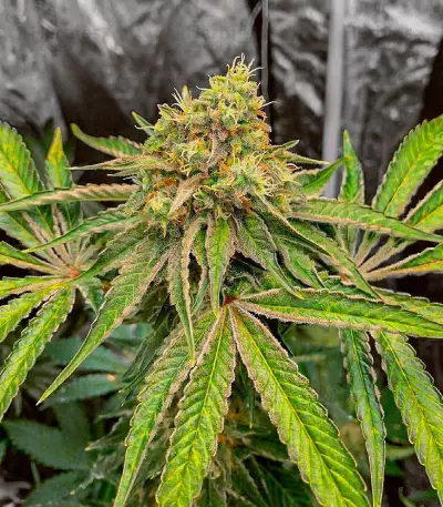 Watermelon Z Fast Version Feminized Seeds (EGS)