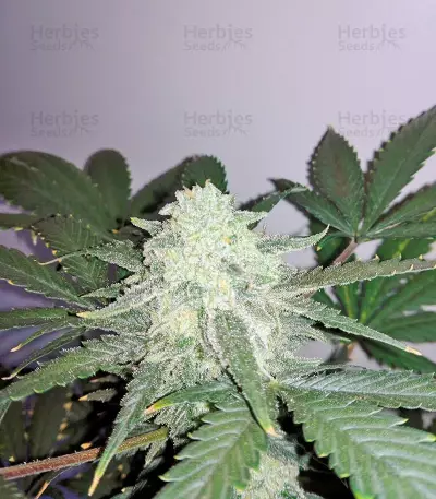 Sweet Skunk Auto (Sweet Seeds)