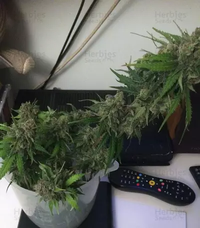 Auto Monster Mass Seeds