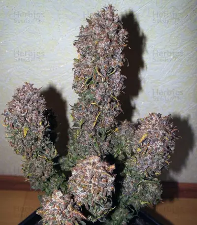 Mexican Airlines Auto (Fast Buds)