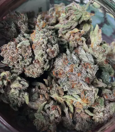 501st OG regular seeds