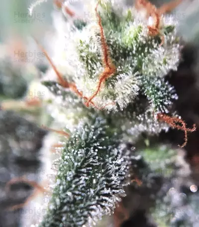 Mexican Airlines Auto (Fast Buds)