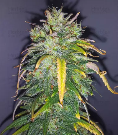 Original Auto AK Seeds