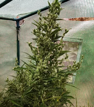 Auto Malawi x Northern Lights