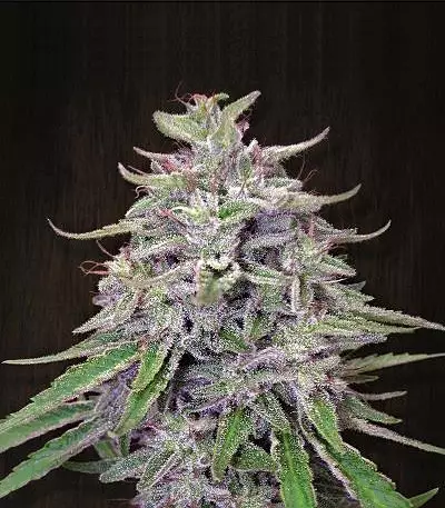 Bangi Haze (Ace Seeds)