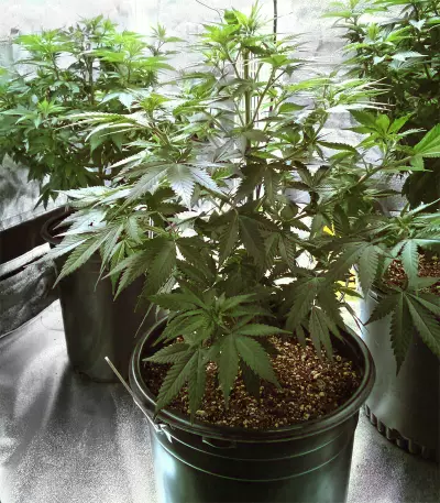 Big Bud cannabis strain