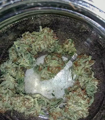 Boy Scout Cookies (Kalashnikov Seeds)