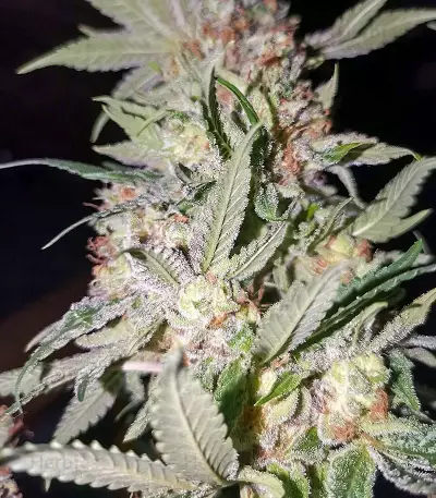 Graines de cannabis Bubblegum (T.H. Seeds)