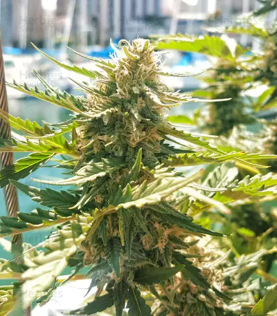 Auto CBG strain