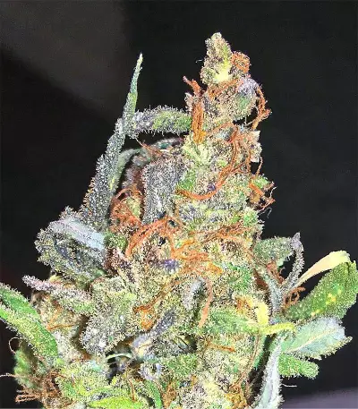 Congo x Kali China Seeds