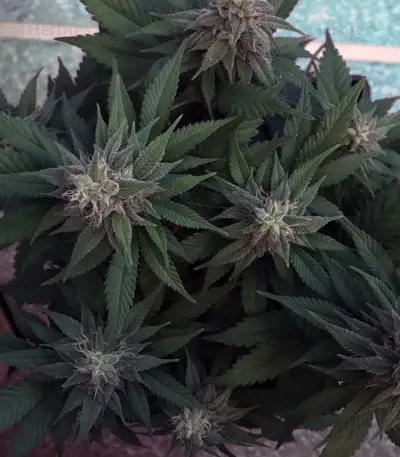 Cookie Dawg (Big Head Seeds)