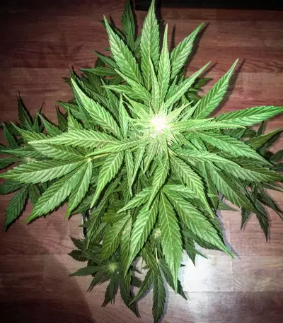 Graines de cannabis Critical 47 Express Auto (Positronics Seeds)