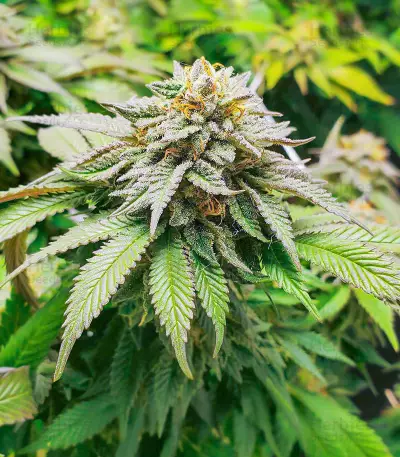 Semi Femminizzati Dozy Cookies (AlphaFem Seeds)