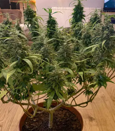 Dr. Grinspoon (Barney's Farm)