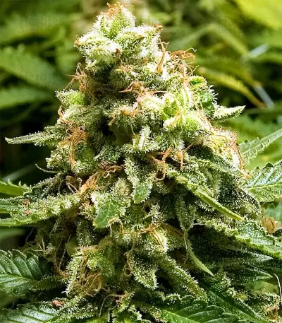 Early Widow feminized seeds