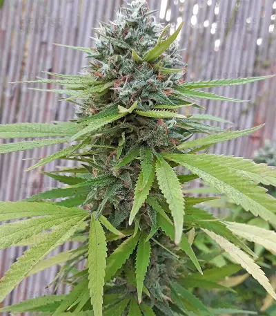 Golden Lemons Seeds