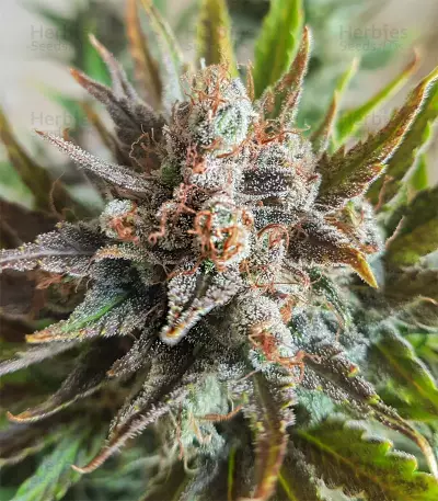 Grapefruit Auto Seeds