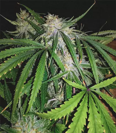 Killer Purps (Bomb Seeds)