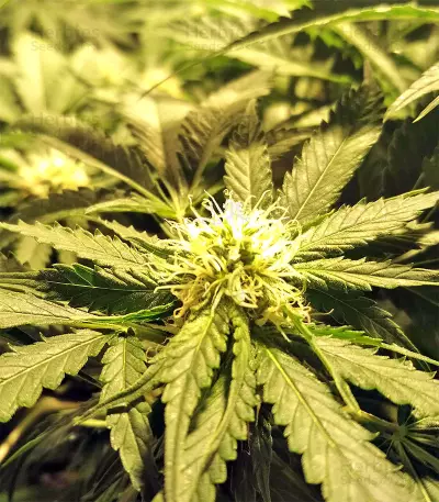 Kripple Roulette (Dr. Krippling Seeds)