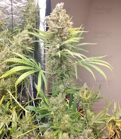 Malawi x Panama Seeds