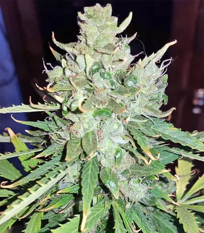 Mangobiche Kush Seeds