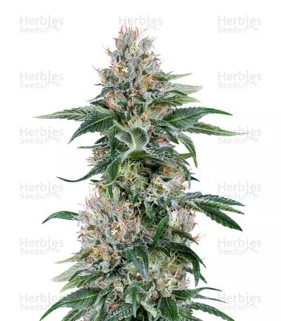 Buy Orange Juice feminized seeds