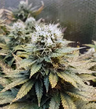 Original Glue Seeds