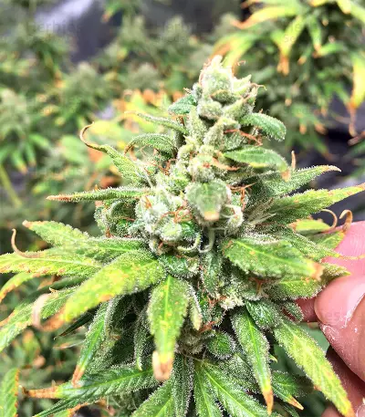 Pakistan Chitral Kush Seeds