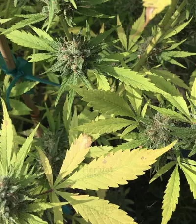 Graines de cannabis Panama Haze (Ace Seeds)