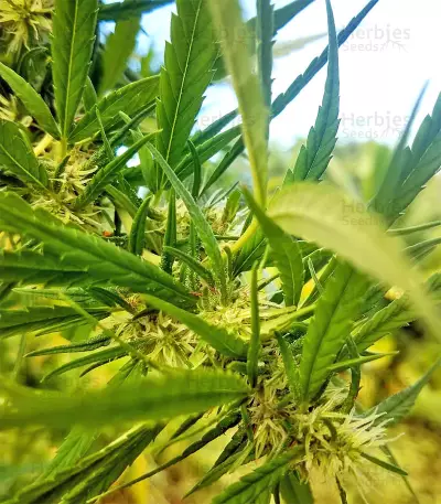 Graines de cannabis Panama Haze (Ace Seeds)