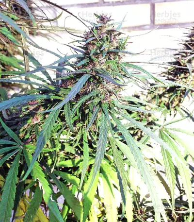 Semi femminizzati Purple Haze x Malawi