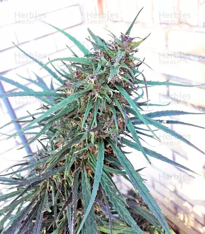 Purple Haze x Malawi Regular (Ace Seeds)