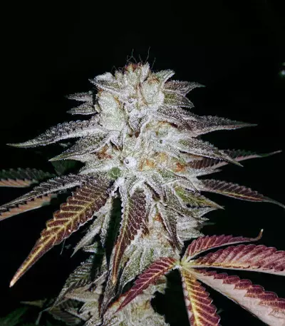 Purple OG # 18 semi femminizzati