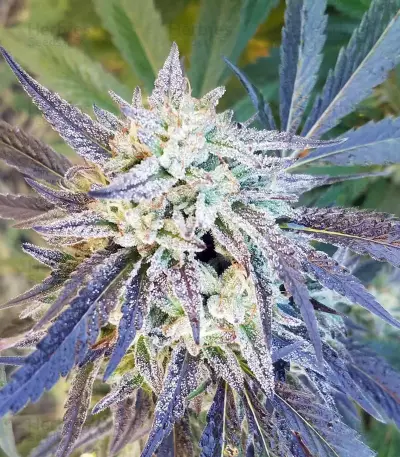 Road Dawg Seeds