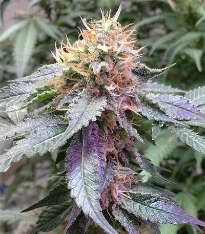 Semi femminizzati Royal Queen Diamond