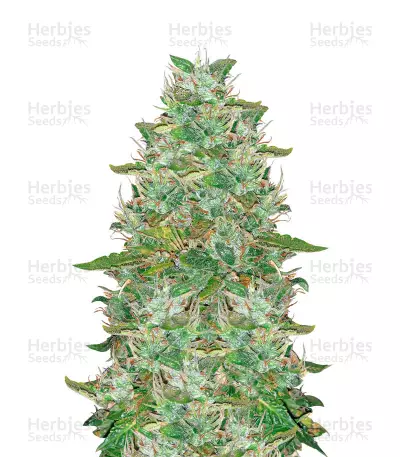 Santa Marta Haze Autoflower (Seedstockers) Cannabis-Samen