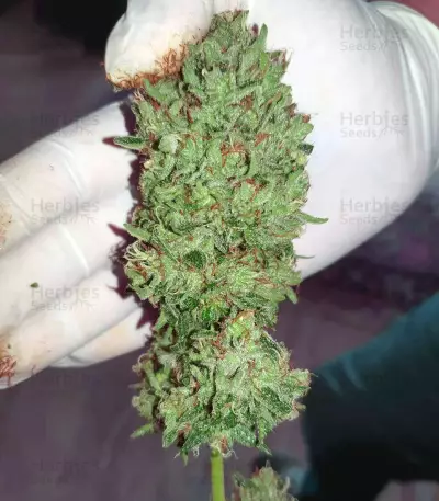 Sherbet Queen strain