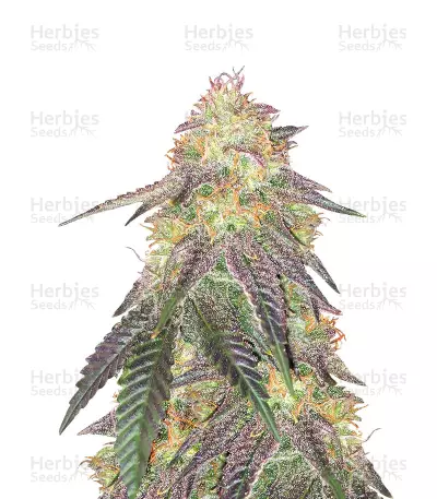 Graines de cannabis Morpheus CBD (Buddha Seeds)
